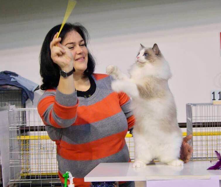 /images/Galeria/Kiállítások (Cat shows)/15578692_355861454781555_7531924728772165618_n.jpg